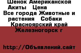 Шенок Американской Акиты › Цена ­ 35 000 - Все города Животные и растения » Собаки   . Красноярский край,Железногорск г.